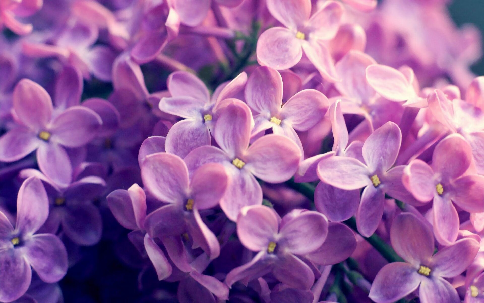 从吉林到芝加哥，爱德华兹用拉满评分跨越篮球文化的共鸣